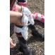“FLEX” KNEE / SHIN GUARDS (Fly Racing)