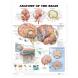 ANATOMY OF THE BRAIN CHART
