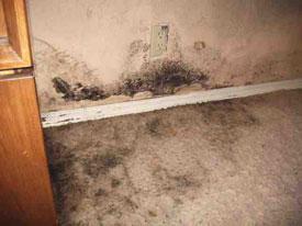 mold-remediation