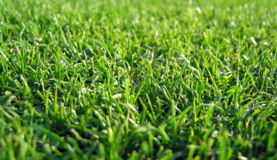 grass-seed_d400
