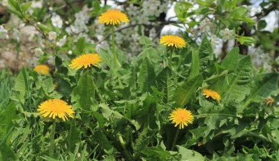 weeds_d400
