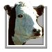 cattle