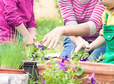 Krupnolistnye Gortenzii Endless Summer Vodnye Rasteniya Rasteniya Gortenziya