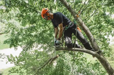 2024 STIHL MS 194 T - Photo 4