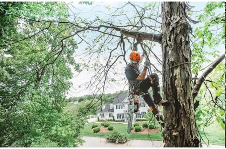 2024 STIHL MS 201 T C-M - Photo 3