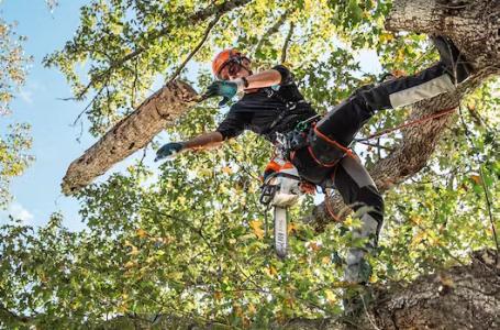 2024 STIHL MSA 220 TC-O 14" - Photo 4