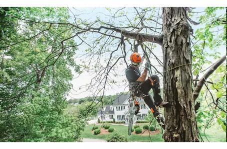 2025 STIHL MS 201 TC-M 14" - Photo 3