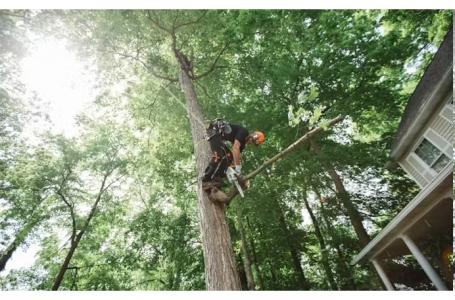 2025 STIHL MS 151 T C-E 12 - Photo 5