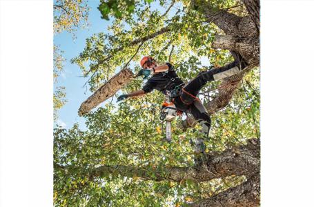2025 STIHL MSA220T STIHL BATTERY TOP HANDLE SAW - Photo 5