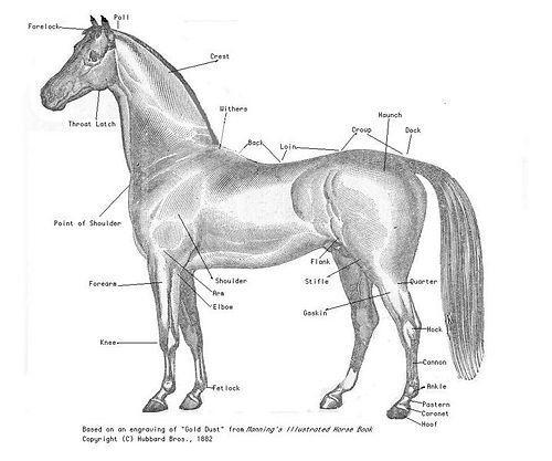 Horse_parts.jpg