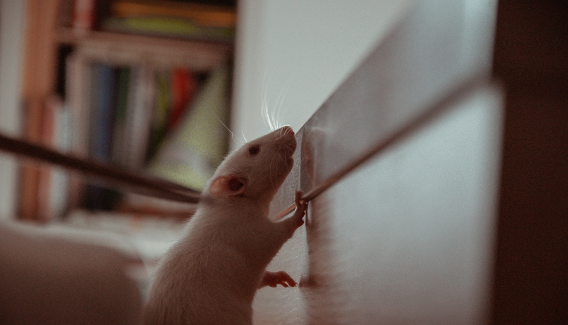 Rodent Cleanup Services Bakersfield, CA Rodent Cleanup